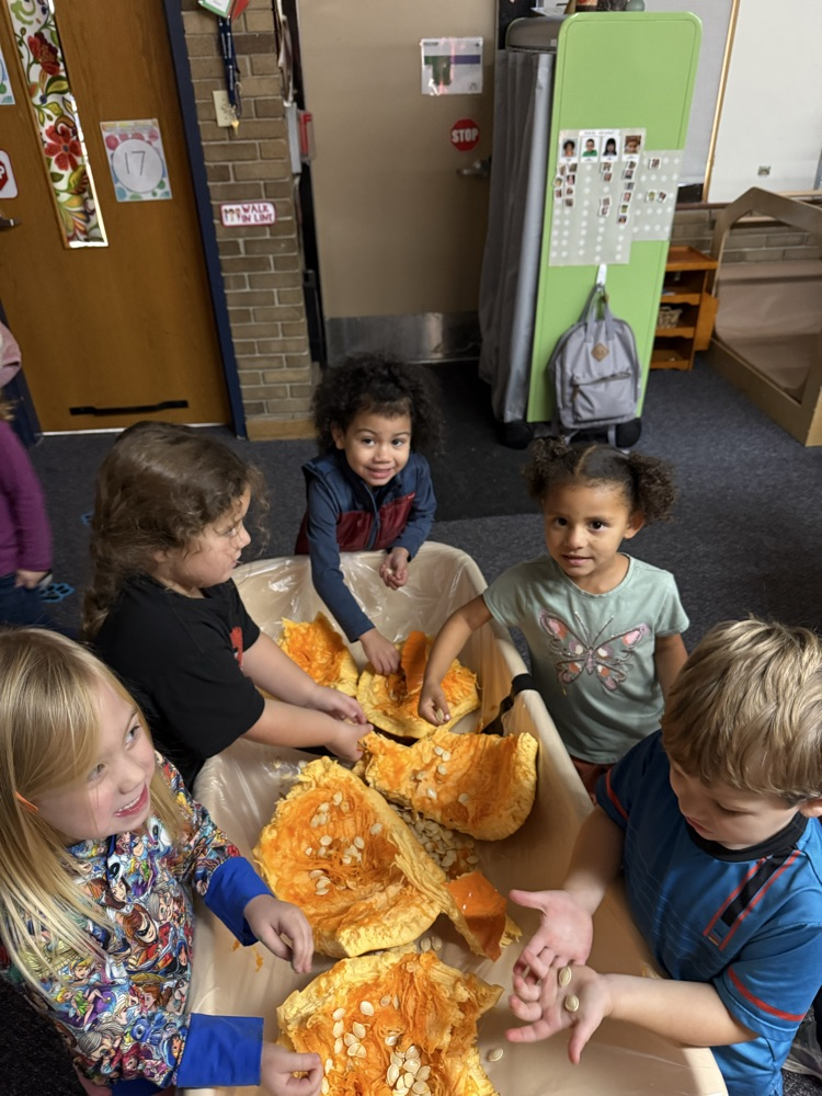 After figuring out how to get inside a pumpkin, the preschoolers investigate the inside of a pumpkin. 🎃 