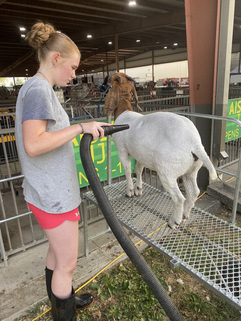 Student blow drying a goat