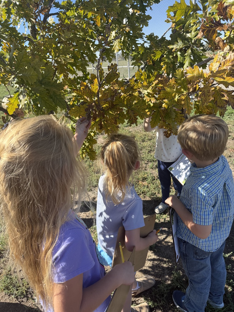 Kindergarten Leaves