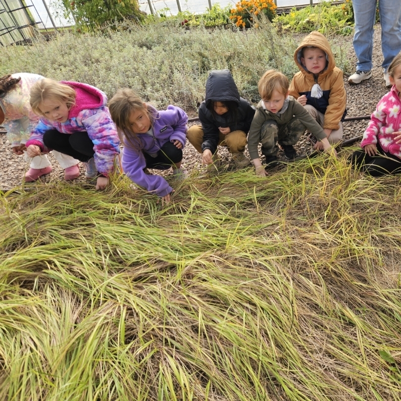 sweet grass