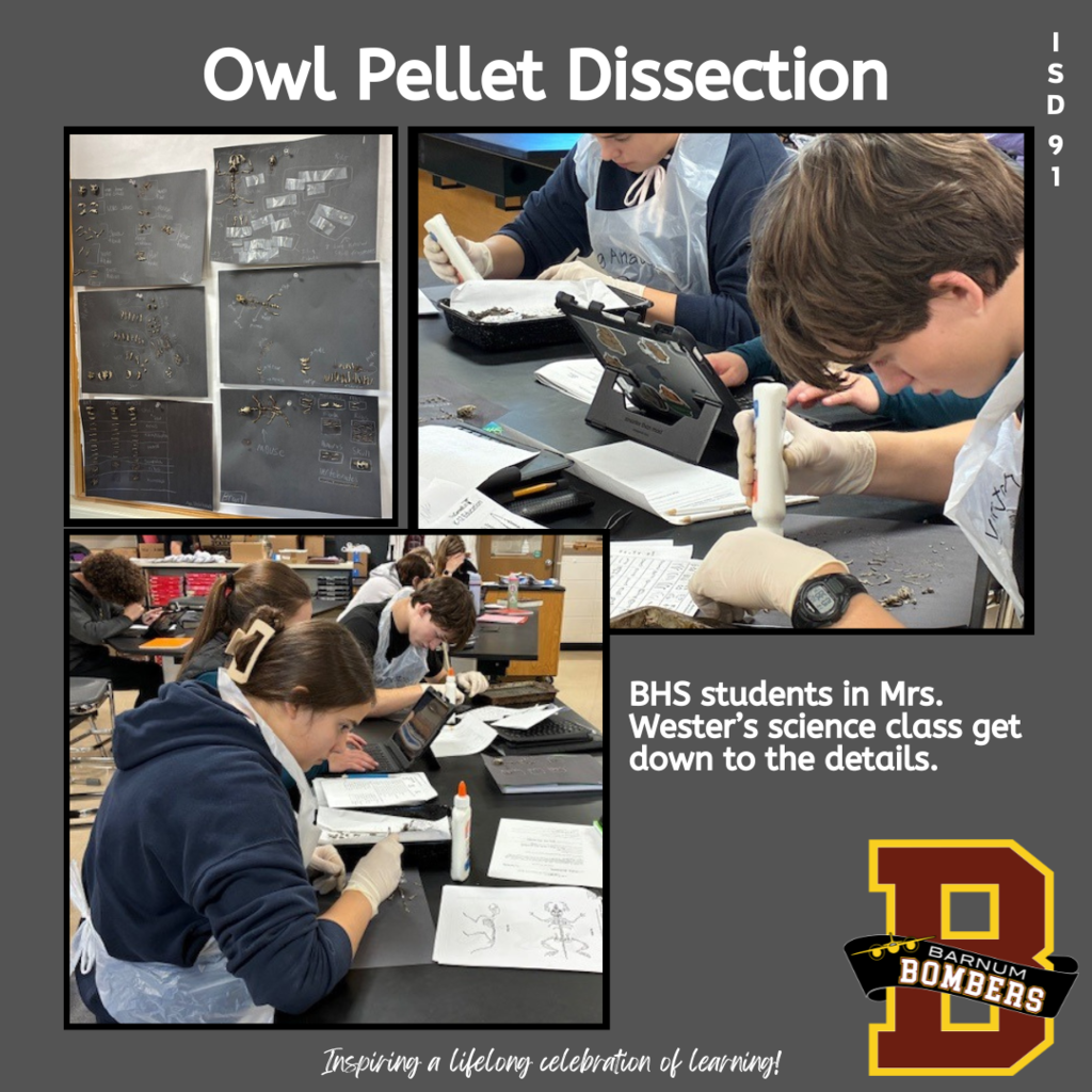 Students dissecting owl pellets
