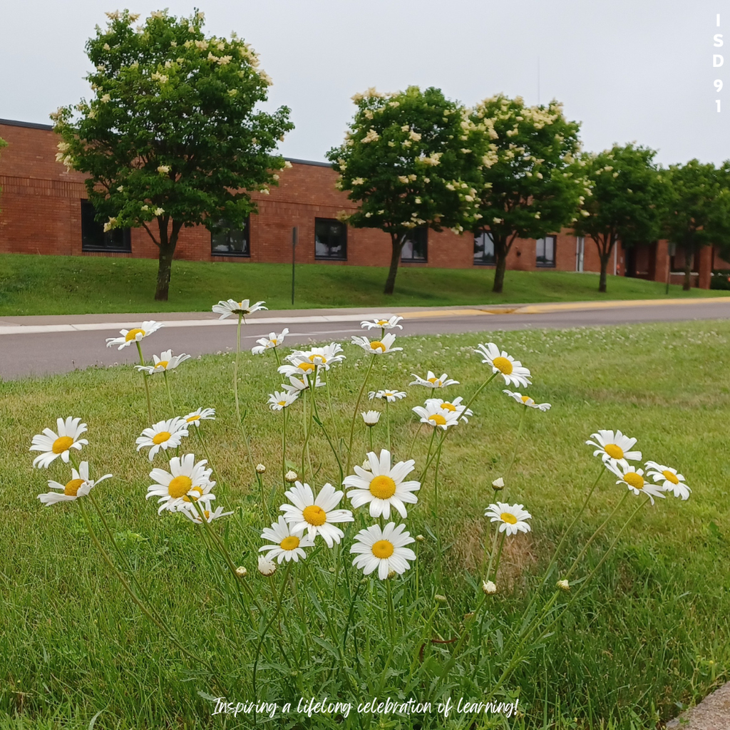 Wild daisies growing in front of the high school