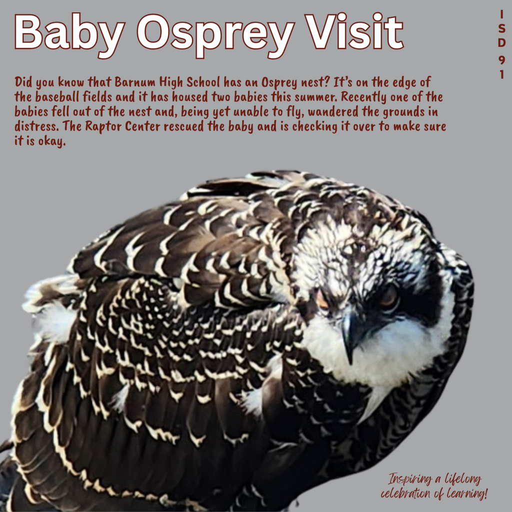 picture of a brown and white baby osprey looking at the camera