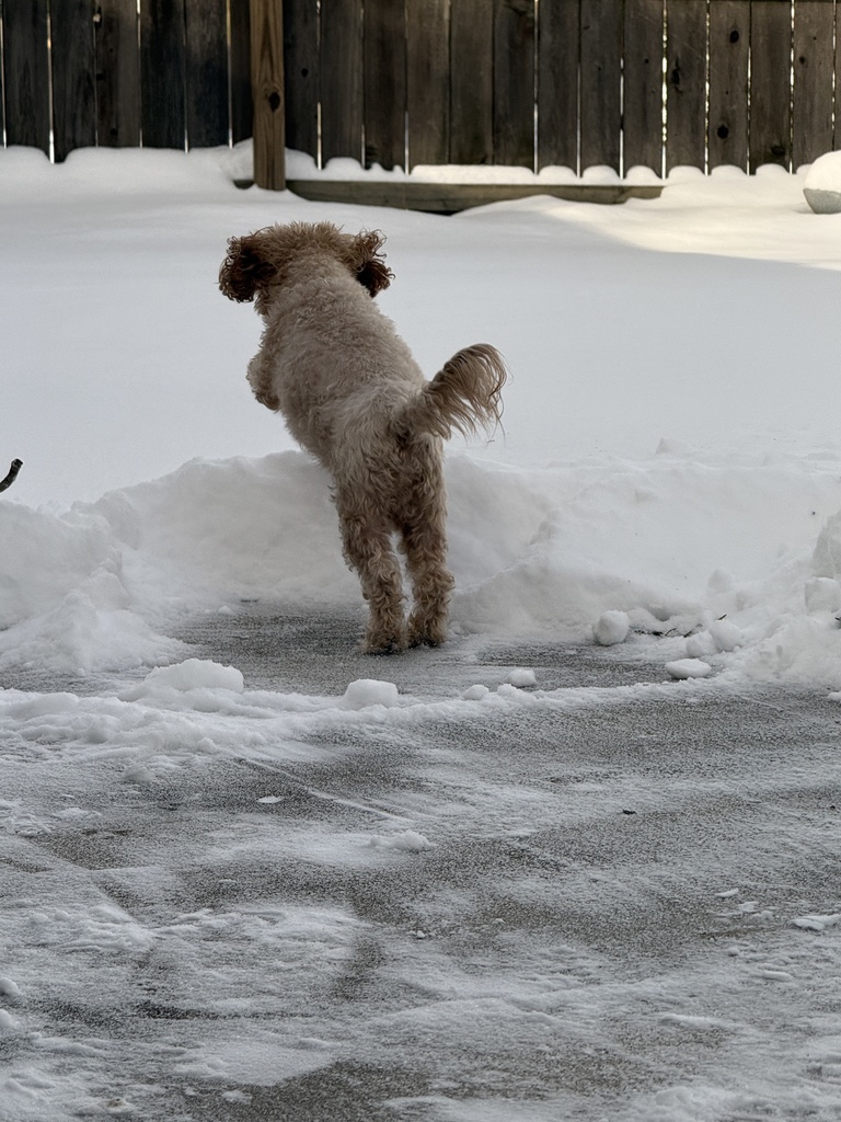 Mrs. Bankston's dog,  Buster,  LOVED the snow!