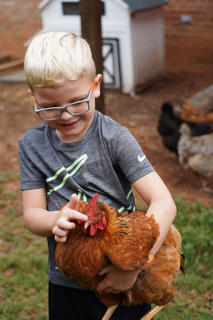 child holding chicken