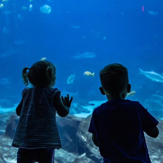 Georgia Aquarium 