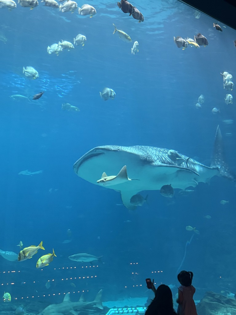 5th grade students had a blast today at the Georgia Aquarium. They explored each exhibit to learn more about the animals and how they are taken care of. Mrs. Kron and Mrs. Westbrook's class went to the Sea Lion show and got to experience the amazing Dolphin show. The kids had a blast and got to sit front row to get splashed by the animals! Ms. Taylor's class explored the exhibits and even got to take home some souvenir postcards! Overall, it was a great day!