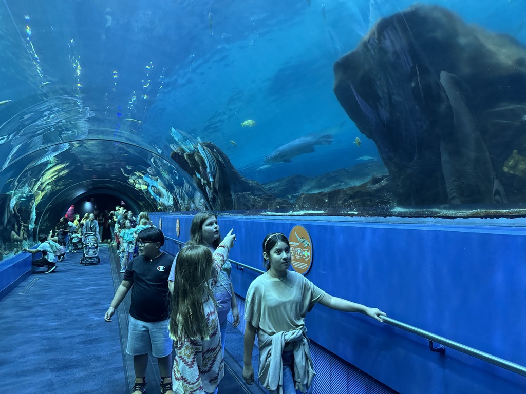 5th grade students had a blast today at the Georgia Aquarium. They explored each exhibit to learn more about the animals and how they are taken care of. Mrs. Kron and Mrs. Westbrook's class went to the Sea Lion show and got to experience the amazing Dolphin show. The kids had a blast and got to sit front row to get splashed by the animals! Ms. Taylor's class explored the exhibits and even got to take home some souvenir postcards! Overall, it was a great day!