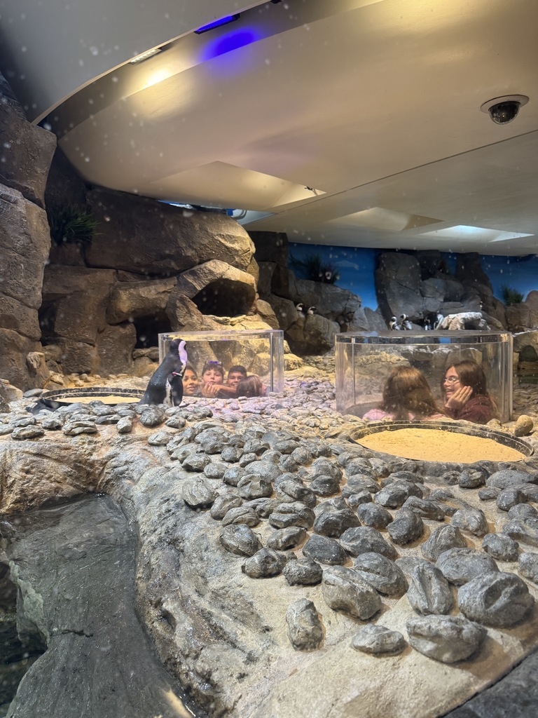 5th grade students had a blast today at the Georgia Aquarium. They explored each exhibit to learn more about the animals and how they are taken care of. Mrs. Kron and Mrs. Westbrook's class went to the Sea Lion show and got to experience the amazing Dolphin show. The kids had a blast and got to sit front row to get splashed by the animals! Ms. Taylor's class explored the exhibits and eve5th grade students had a blast today at the Georgia Aquarium. They explored each exhibit to learn more about the animals and how they are taken care of. Mrs. Kron and Mrs. Westbrook's class went to the Sea Lion show and got to experience the amazing Dolphin show. The kids had a blast and got to sit front row to get splashed by the animals! Ms. Taylor's class explored the exhibits and even got to take home some souvenir postcards! Overall, it was a great day!n got to take home some souvenir postcards! Overall, it was a great day!