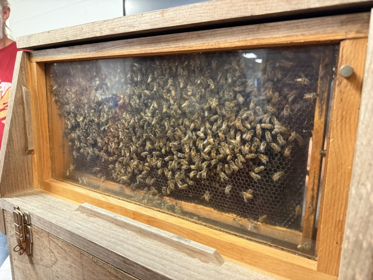 third grade beekeeper visit