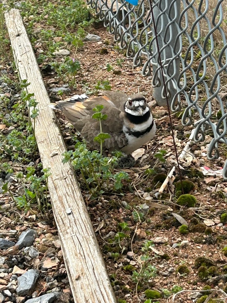Attachmen (1)A Killdeer bird is standing on Georgia red clay in a narrow strip of ground beside a chain‑link fence. The bird has brown wings with touches of orange near the tail, a white belly, and two bold black bands across the upper chest. Small green weeds and patches of moss grow around the bird. A weathered wooden board runs along the left side of the image. The area appears to be a nesting site that has been used previously by a Killdeer, indicated by the disturbed ground and the bird’s protective posture.