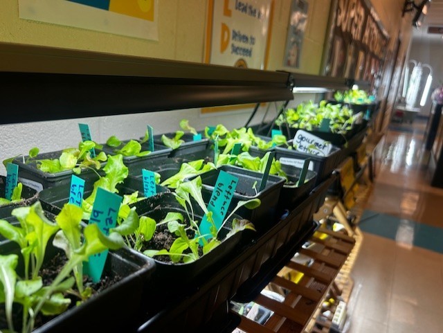 Several rows of small potted plants, each with a green tag, are displayed on shelves in a room.