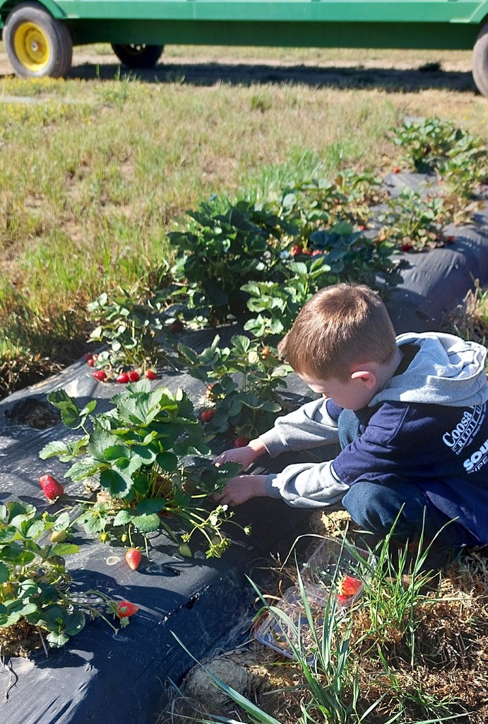 A child in a blue hoodie kneels, reaching for red strawberries on a farm. Behind him, a green tractor rests on grass.