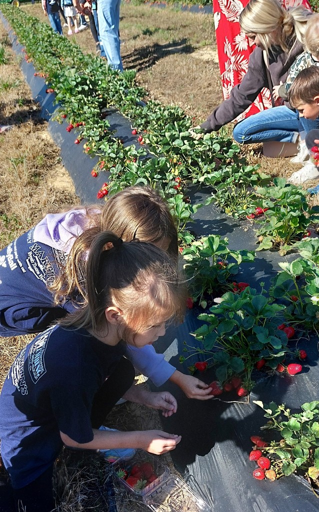 Four children in front of strawberry plants, picking strawberries. Some people are standing behind them.