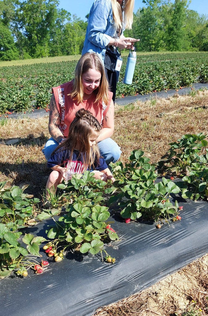 Two people pick strawberries in a field. One person is standing and one is kneeling. Black plastic mulch surrounds the plants.