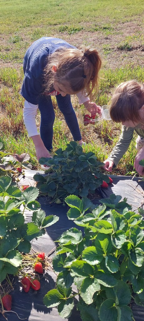 Two people in a field picking strawberries. One person is wearing a blue shirt and the other a green shirt.