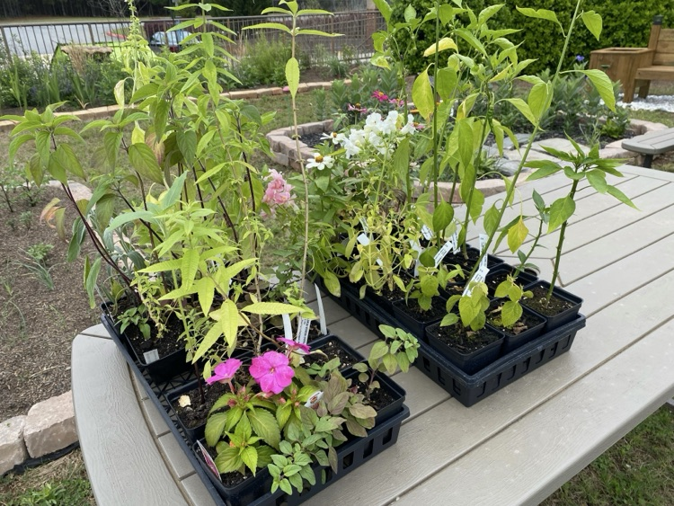 Thank you to Woodland High School for donating pollinator and vegetable plants for our school garden!