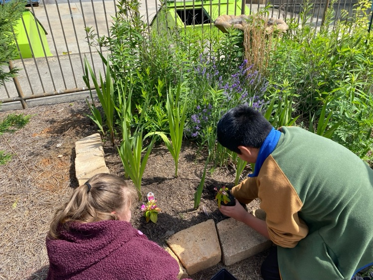 Our students planted pollinator plants, herbs, and vegetable plants in our school garden today. We are excited to watch them grow over the next year!