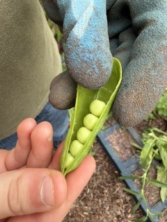 Person in gloves holding open pea pod with peas. Garden plants in background.
