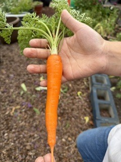 Hand holds a fresh carrot in a garden with dirt and green leaves.