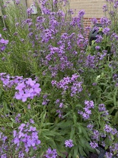 Many purple flowers and long green leaves in a garden, with a brick wall in the background.