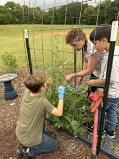 Three young people, wearing gloves, are working in a fenced garden, one kneeling, one standing, and one bending over.
