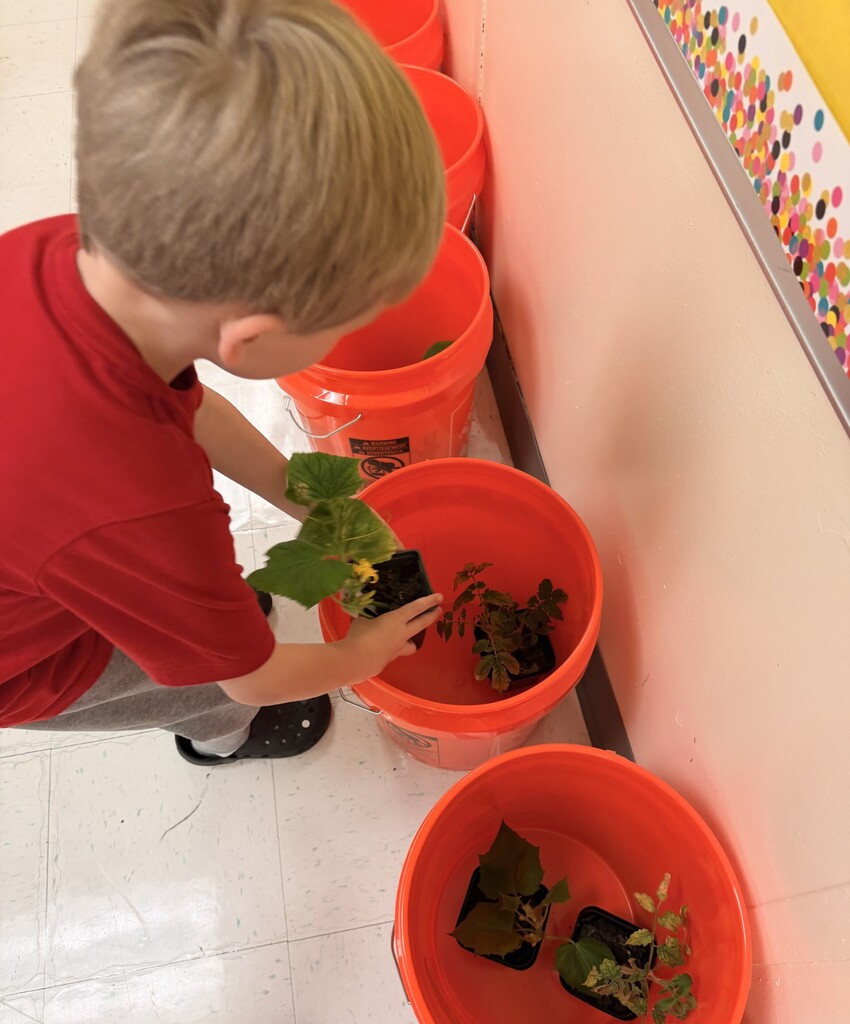 A child in red and gray holds a plant in a small orange bucket next to others.