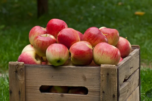 basket of apples