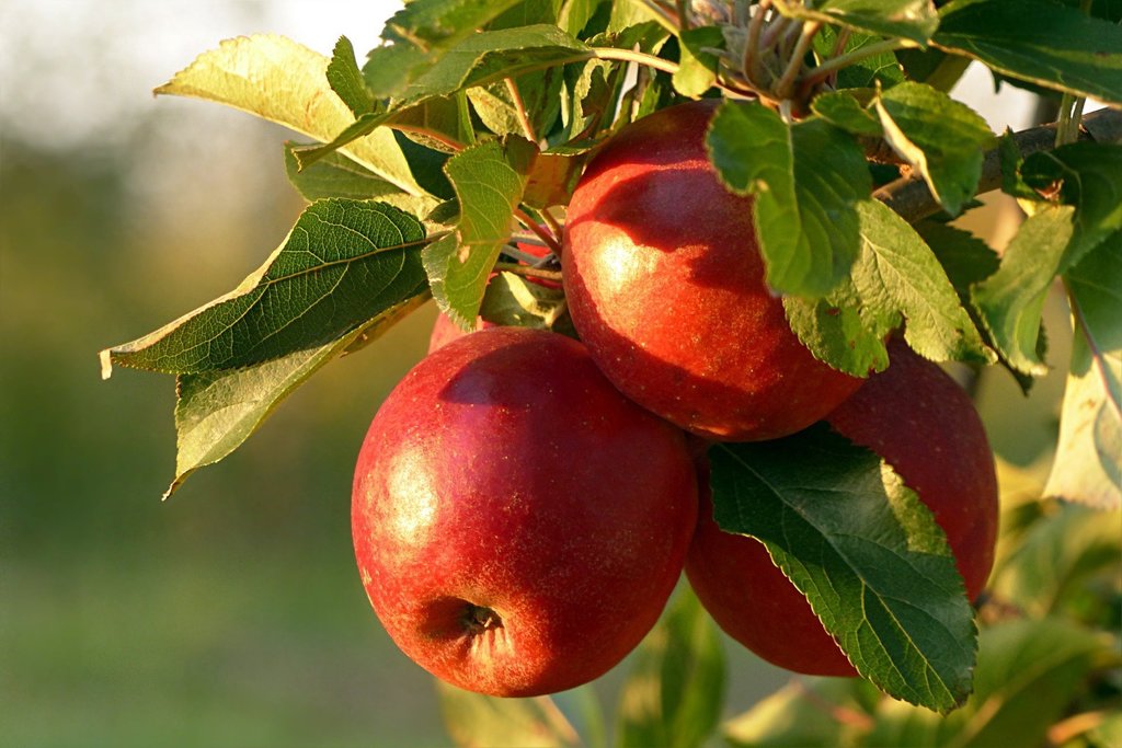 apples