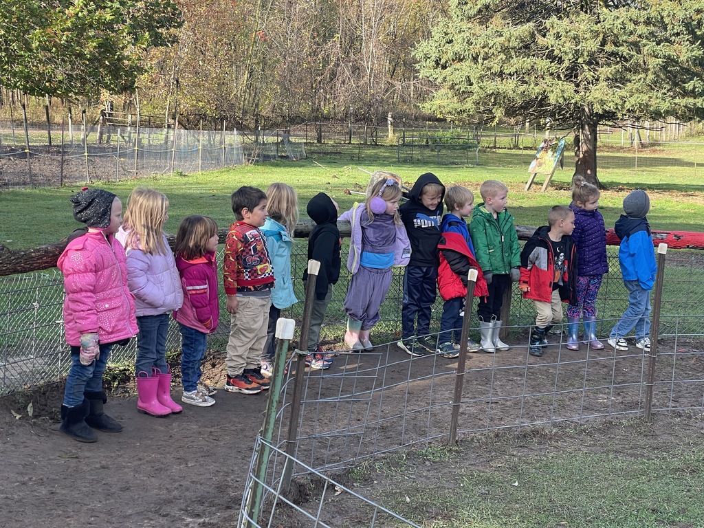 Students watching pig races