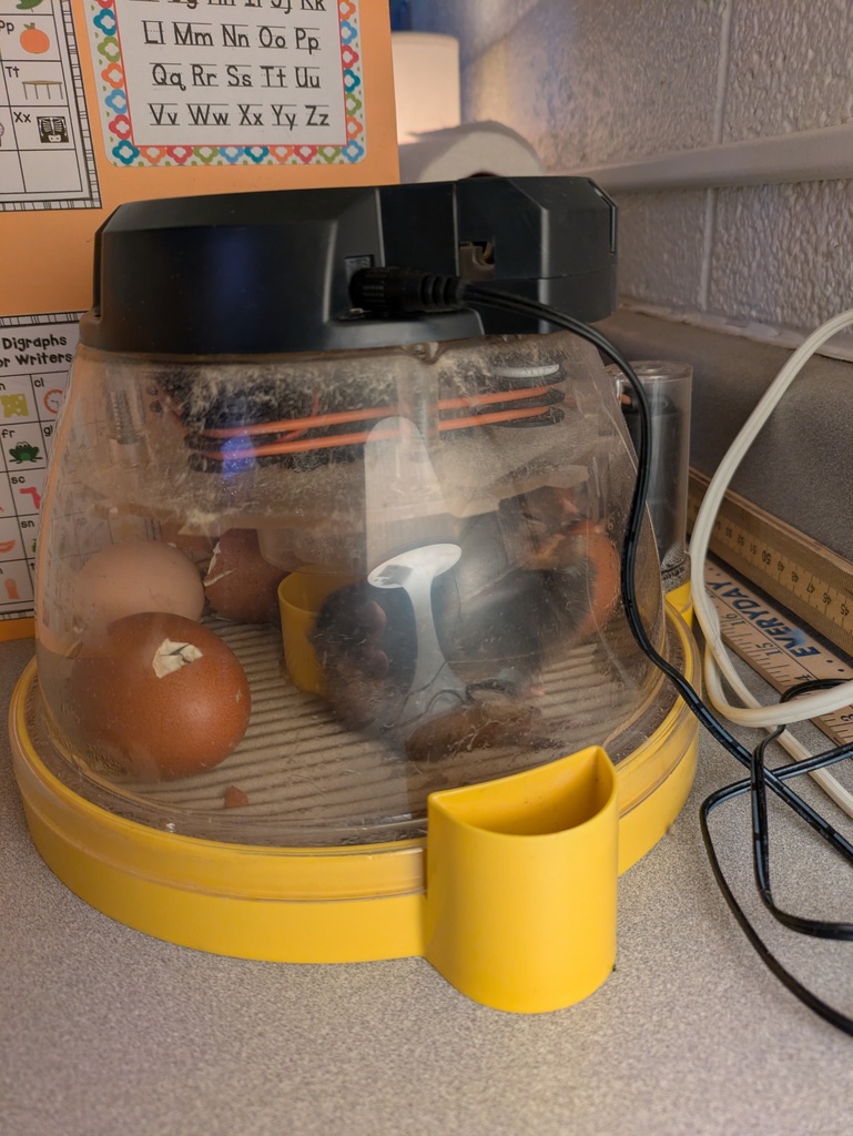 Baby chicks in incubator