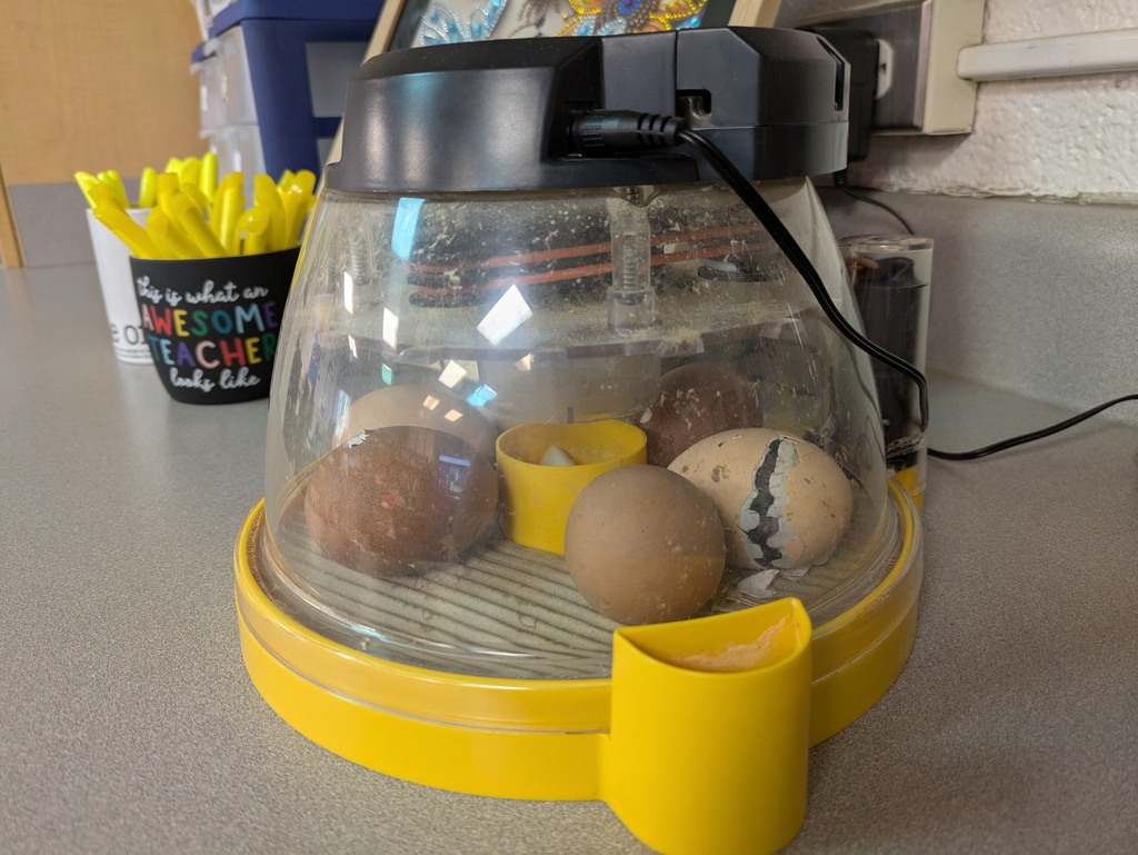 Incubator with a cracked egg