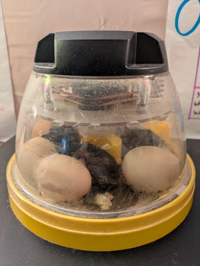 Incubator with eggs and chicks