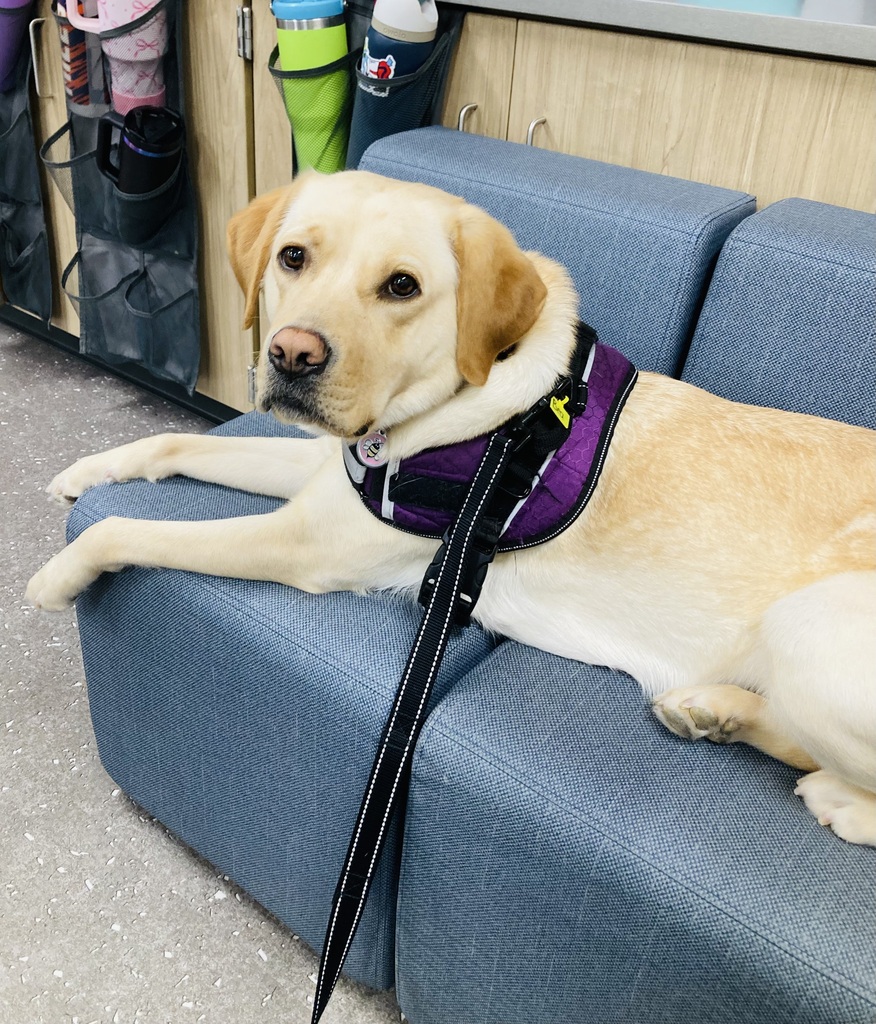 Bea, therapy dog