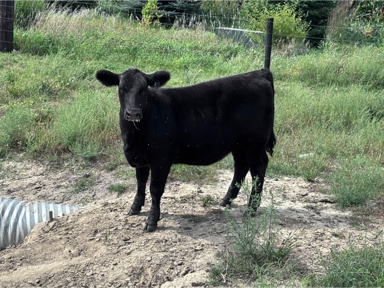 heifer