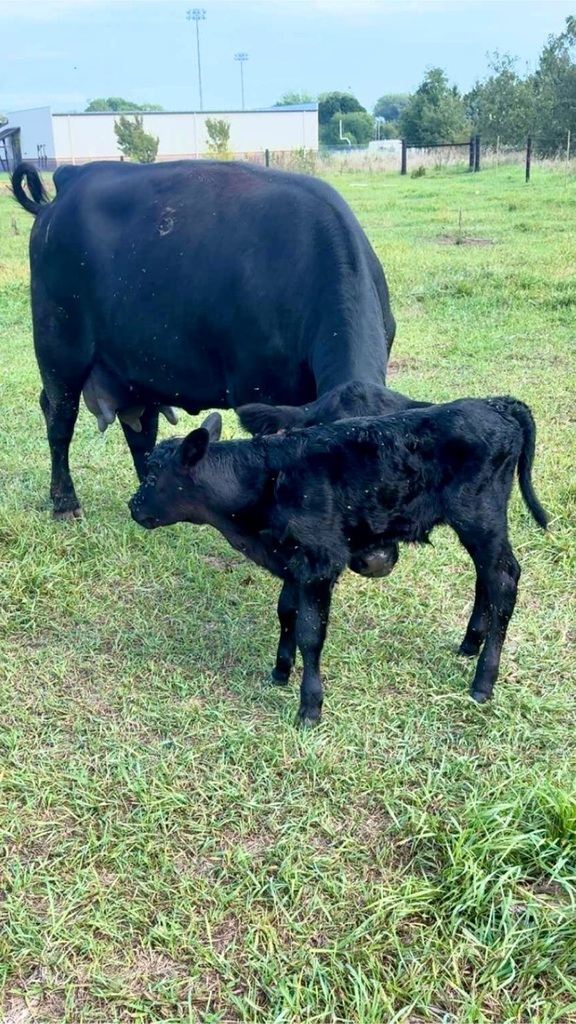 calf