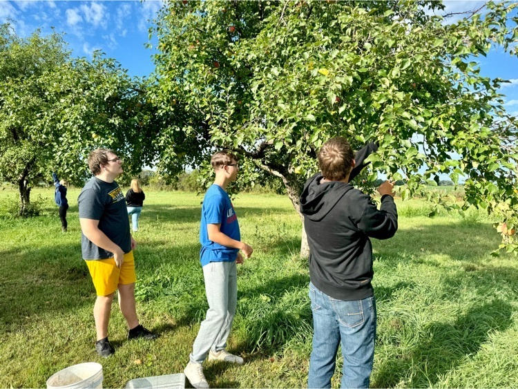 apple picking 