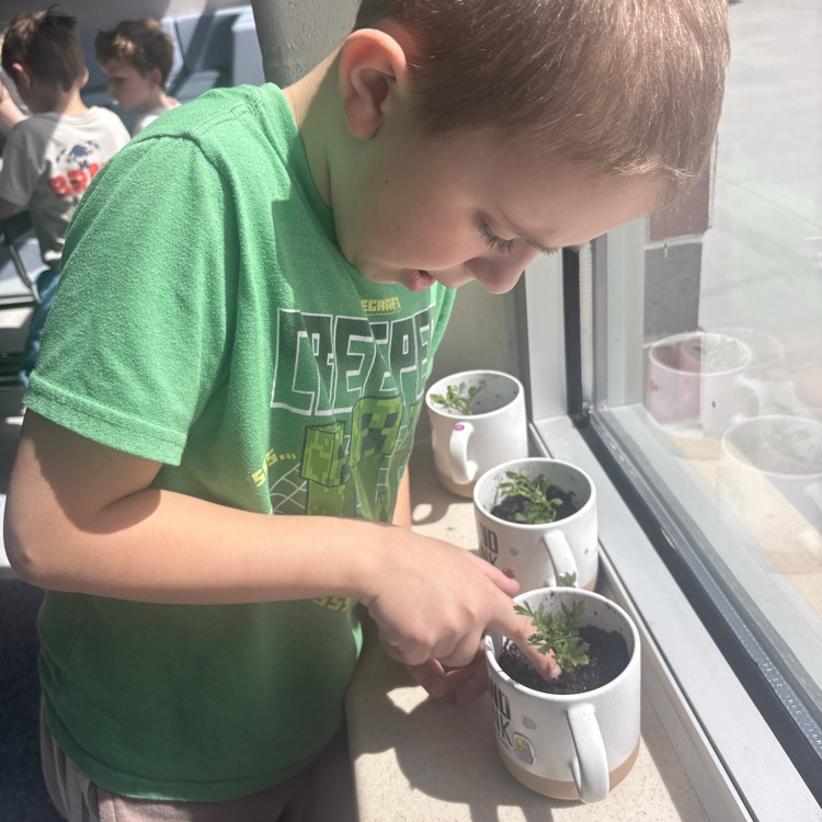 Pushing the roots into the soil  