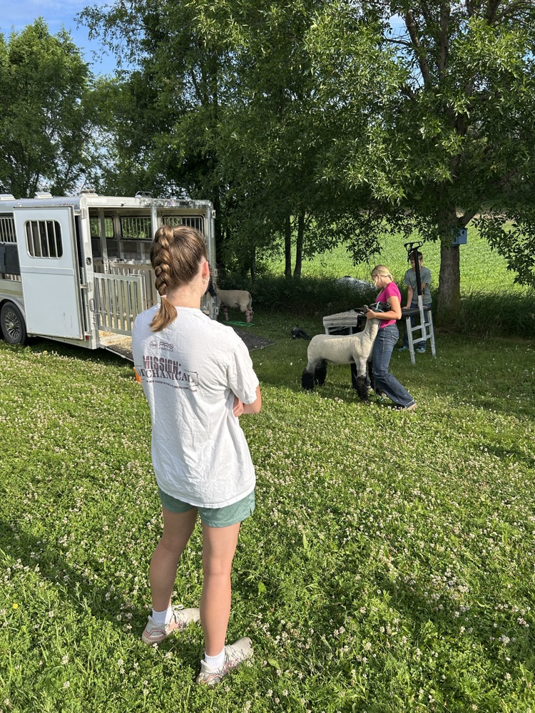 Sheep