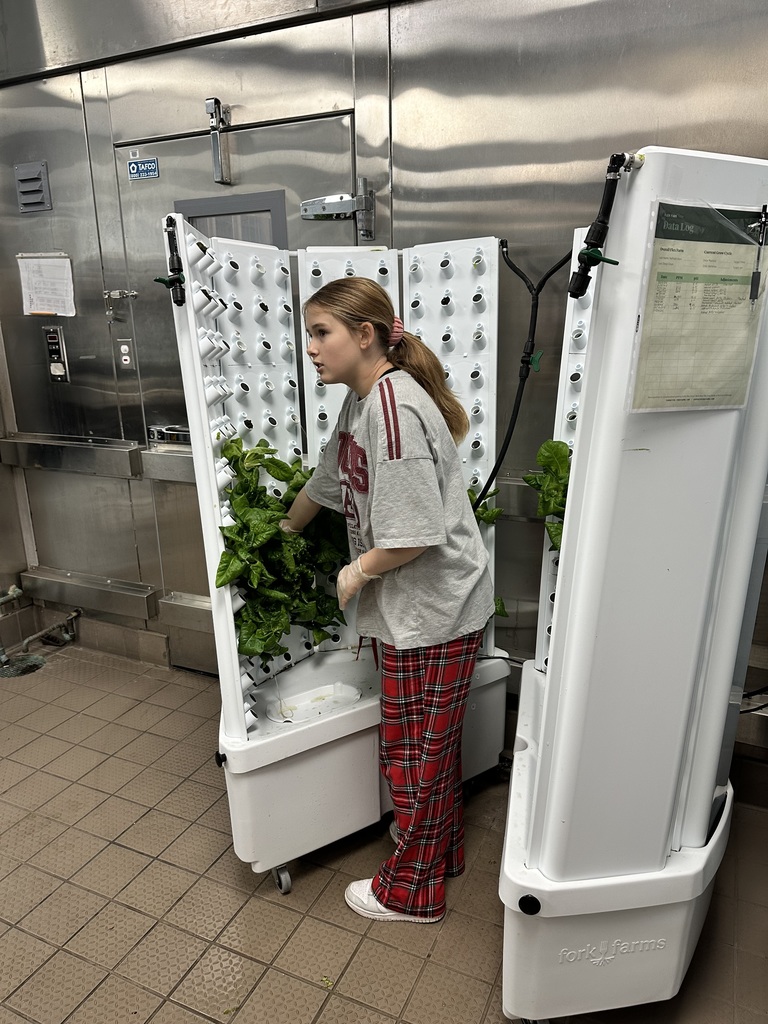 lettuce harvesting photo