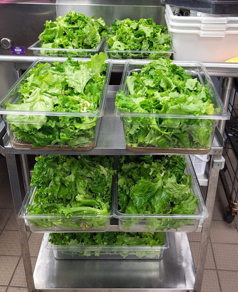hydroponic lettuce harvesting at bay middle school photo