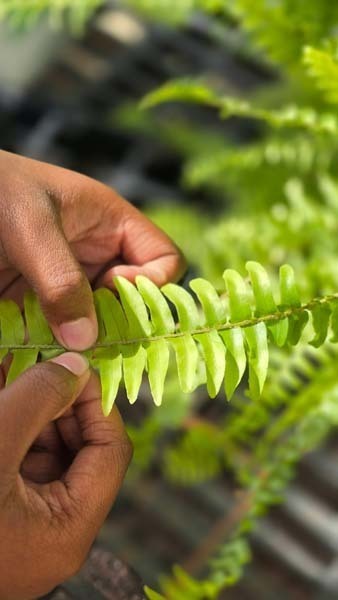 Student looking at plant.