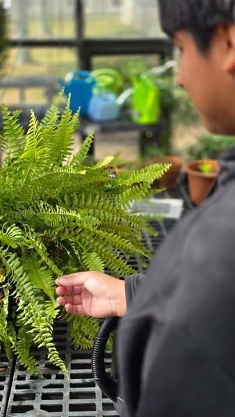 Student looking at plant.