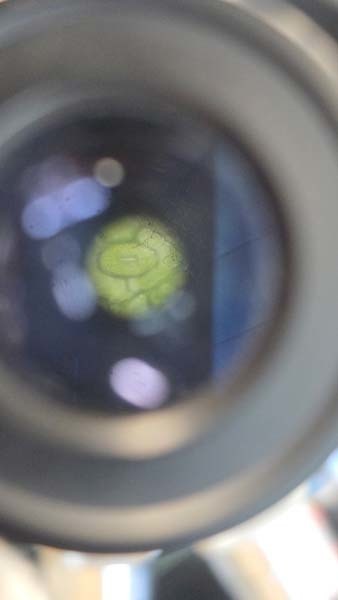Student looking at plant.