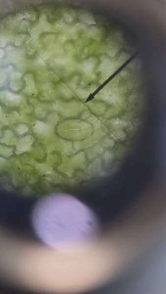 Student looking at plant.