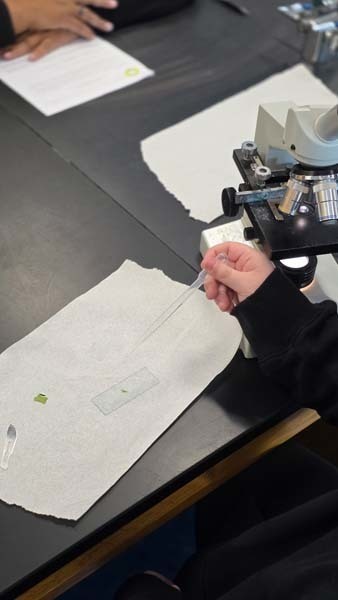Student looking at plant.