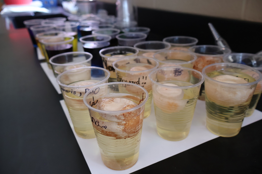 SCHS Biology Egg Experiment 