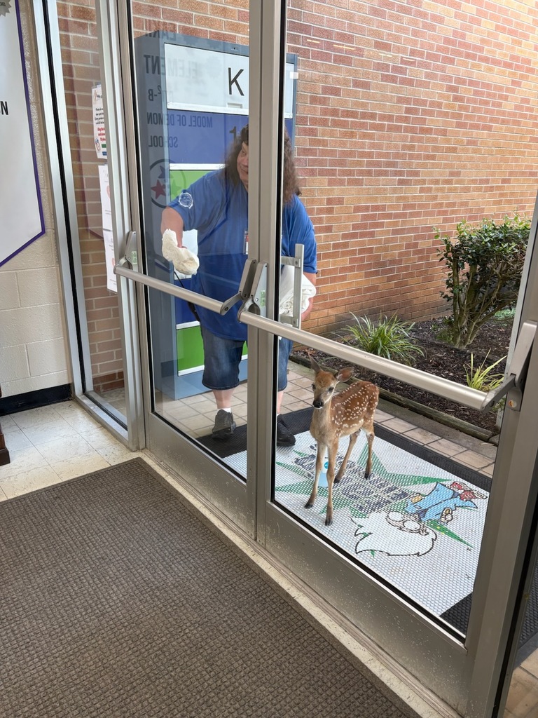 Fawn at Eakin Elementary School 