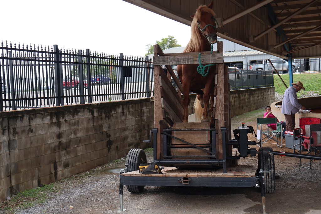 Bedford County Schools 4th Graders Attend Mule & Bluegrass Festival