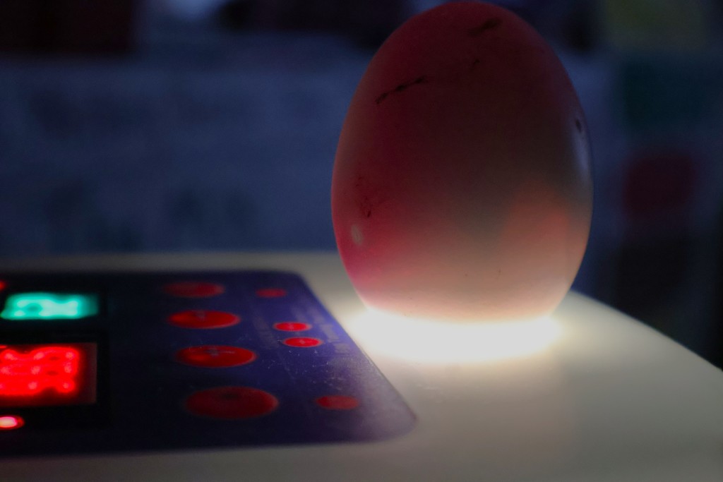 East Side Elementary Egg Incubation